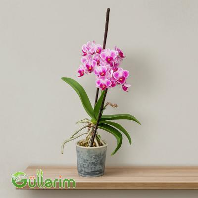Rəngli Orxideya (Phalaenopsis)