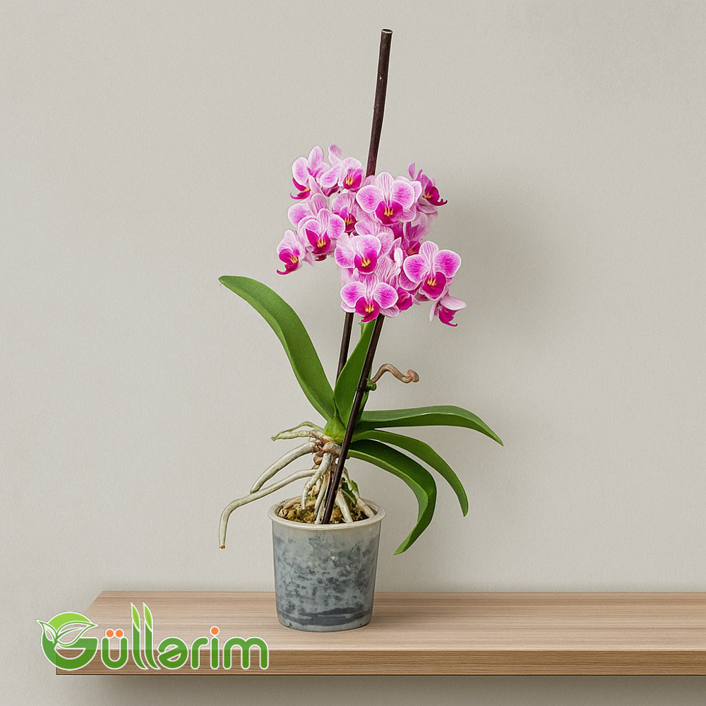 Rəngli Orxideya (Phalaenopsis)