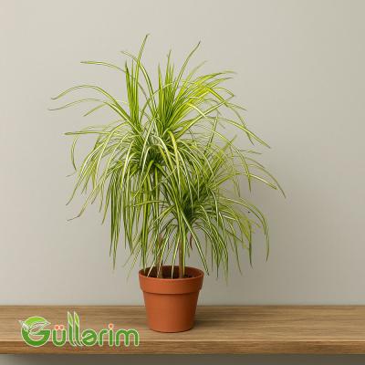 Dracaena fragrans