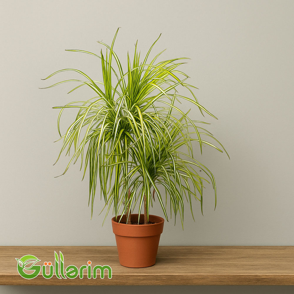 Dracaena fragrans