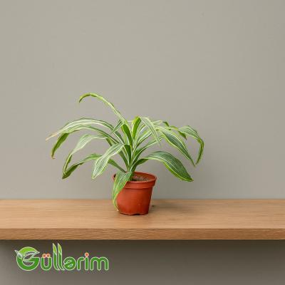 Dracena Marginata (Dracaena marginata)