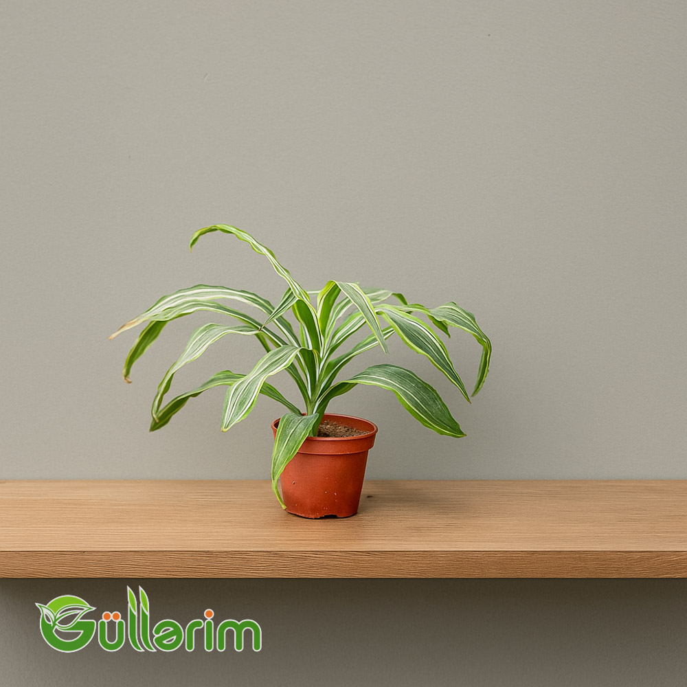 Dracena Marginata (Dracaena marginata)