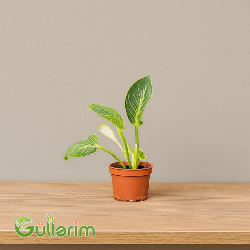 Filodendron Ağ (Philodendron Birkin)