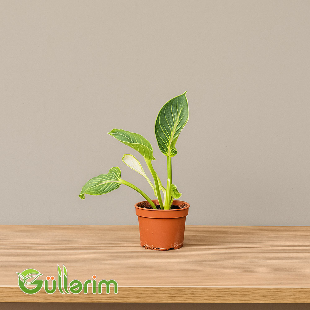 Filodendron Ağ (Philodendron Birkin)