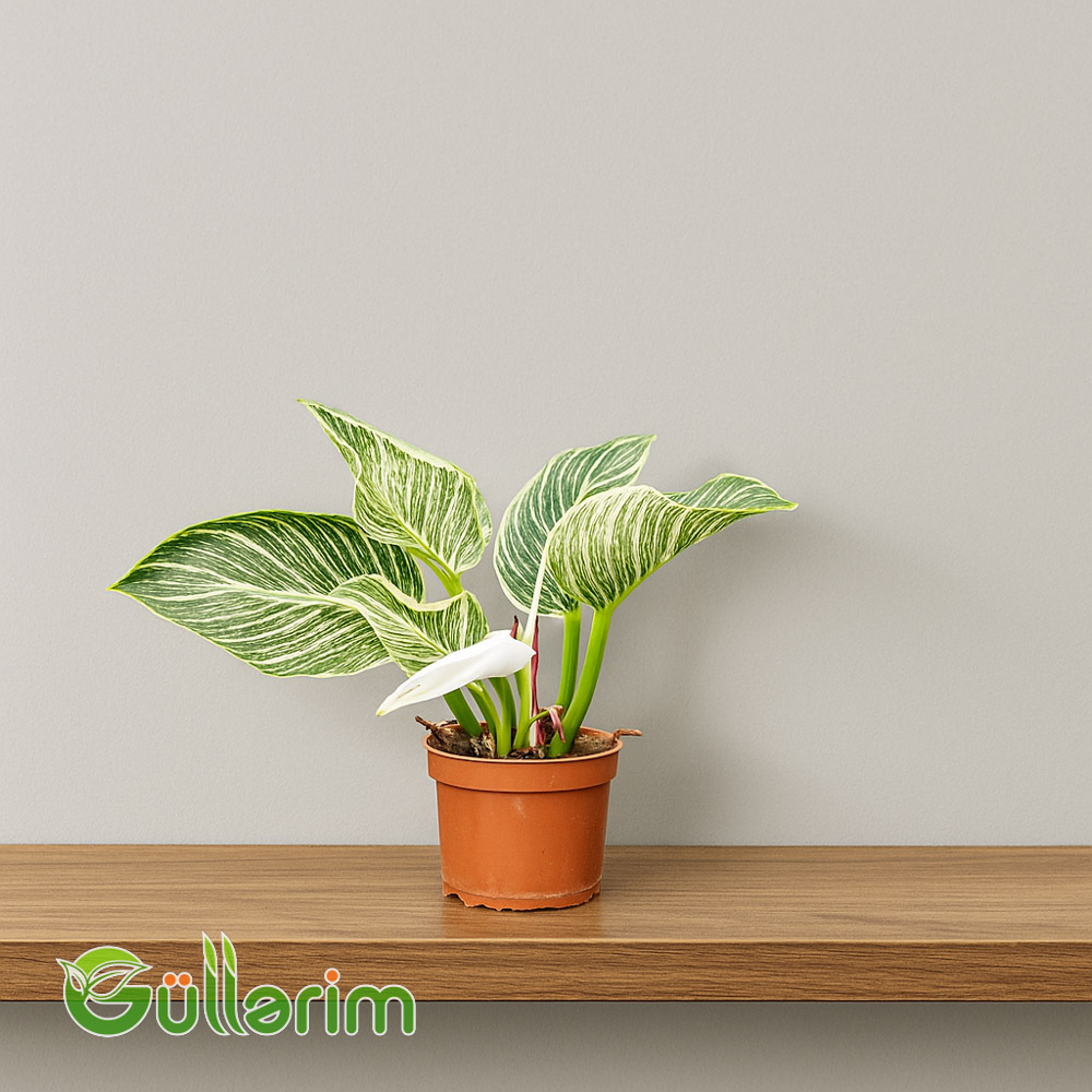 Philodendron (Fladendron - Filadendron)