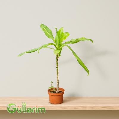 Dracaena Marginata (Draqona ağacı)