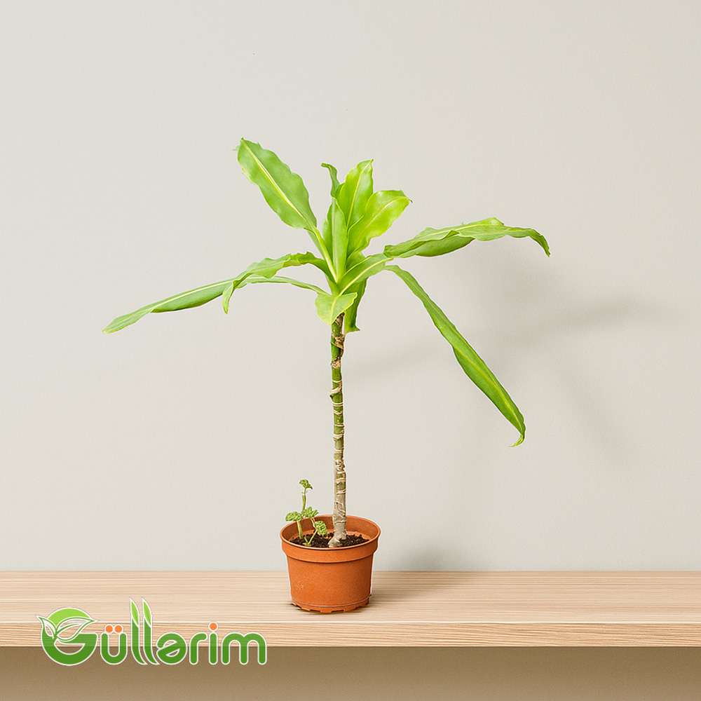 Dracaena Marginata (Draqona ağacı)