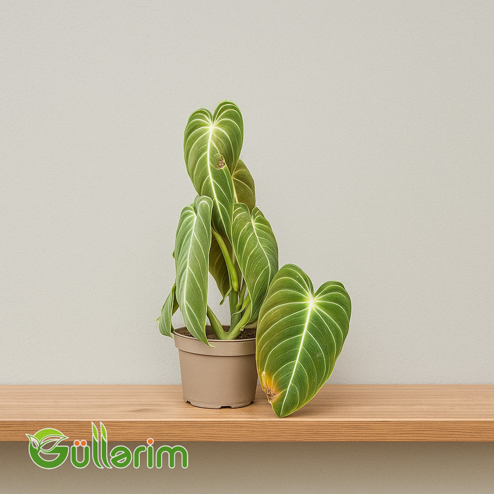 Filodendron (Philodendron)