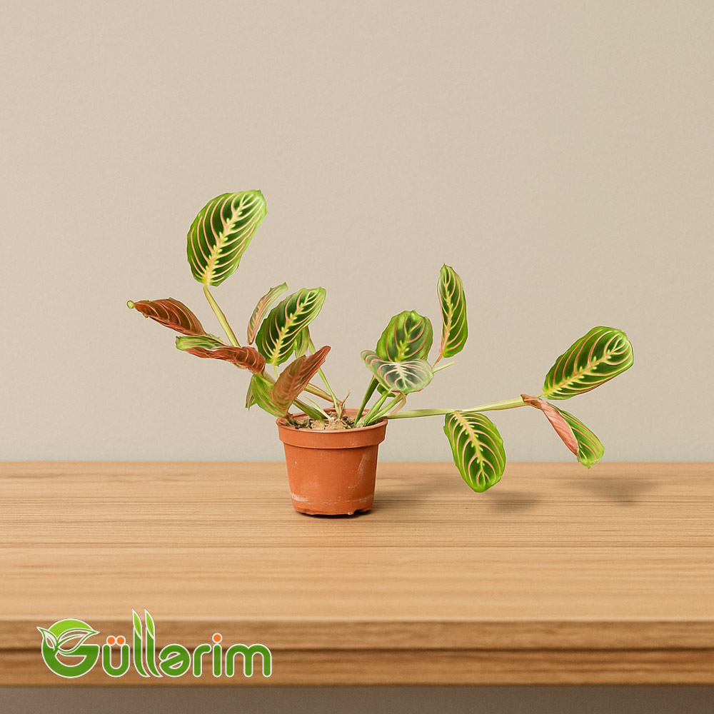 Maranta (Maranta leuconeura) — Dua edən bitki