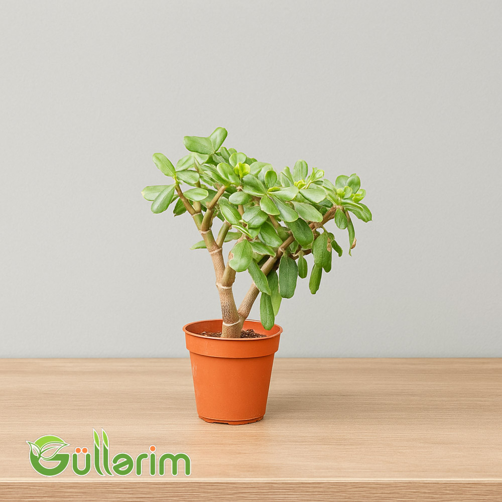 Crassula ovata - Pul ağacı