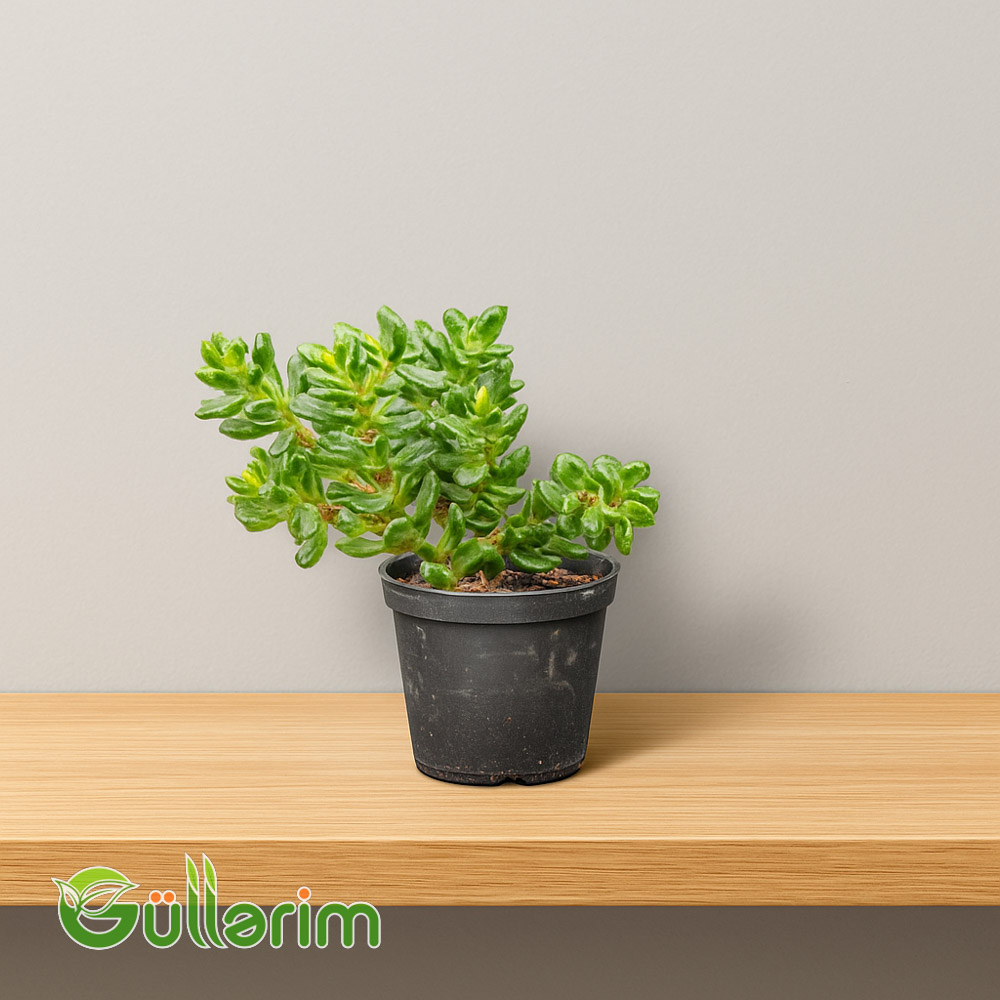 Crassula ovata - Pul ağacı