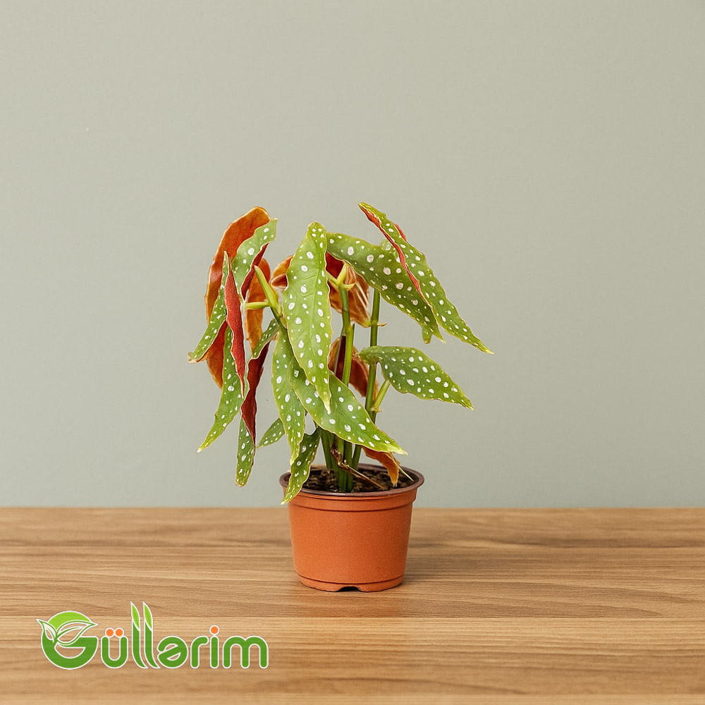 Begoniya Maculata (Begonia Maculata)