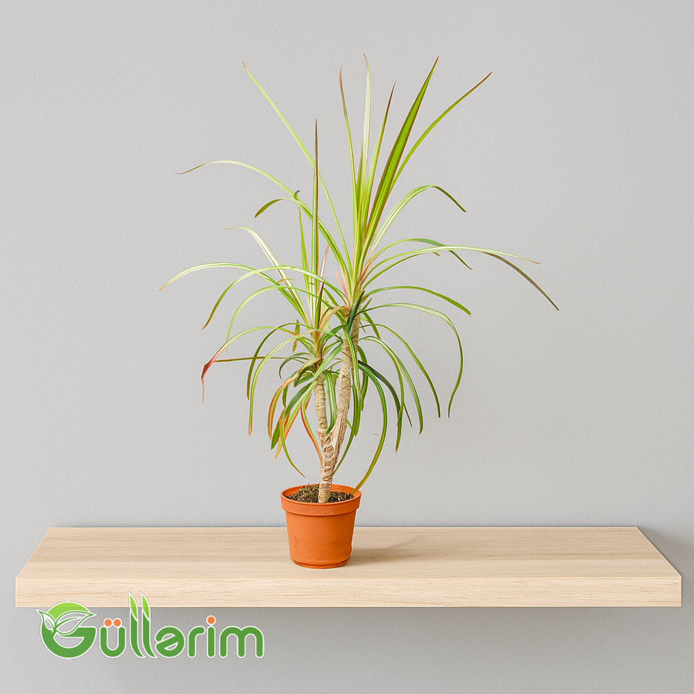 Dracaena reflexa (Dracaena)