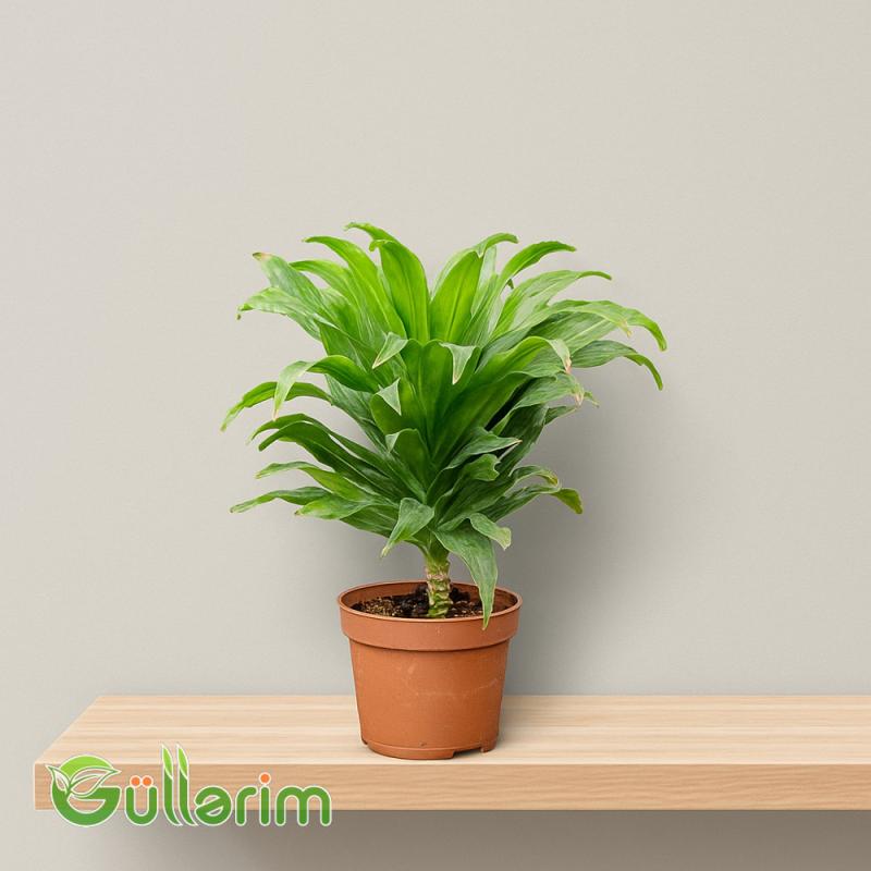 Dracena (Dracaena Compacta)