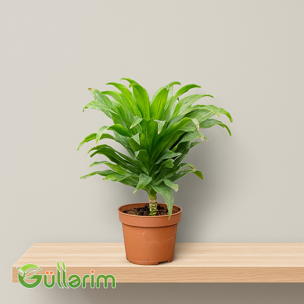 Dracena (Dracaena Compacta)