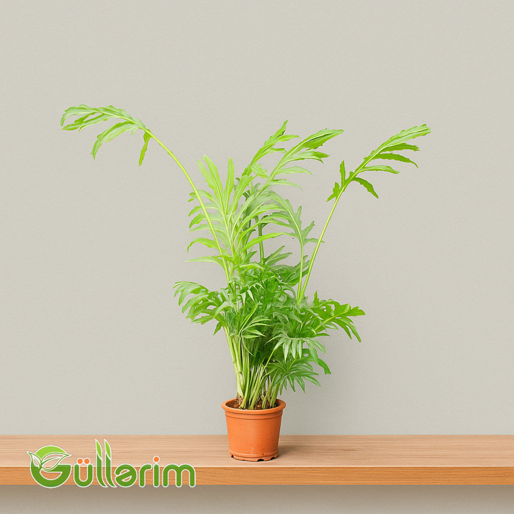 Filodendron (Philodendron Selloum)