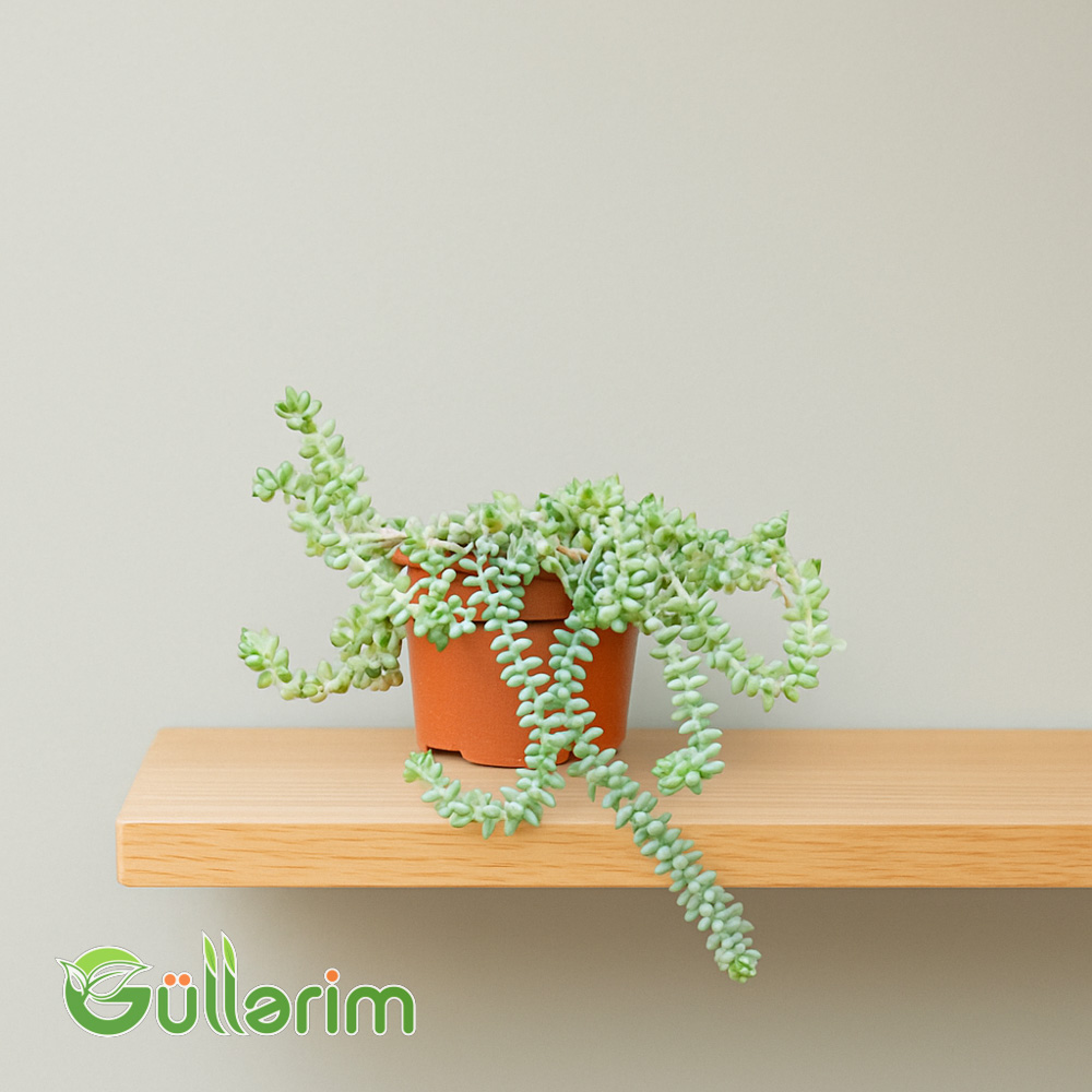 Sedum (Sedum növü)
