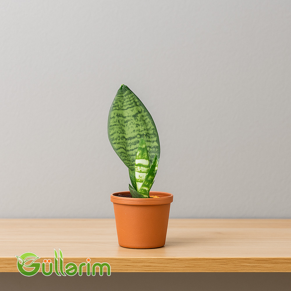 Sansevieria (Sansiveriya)