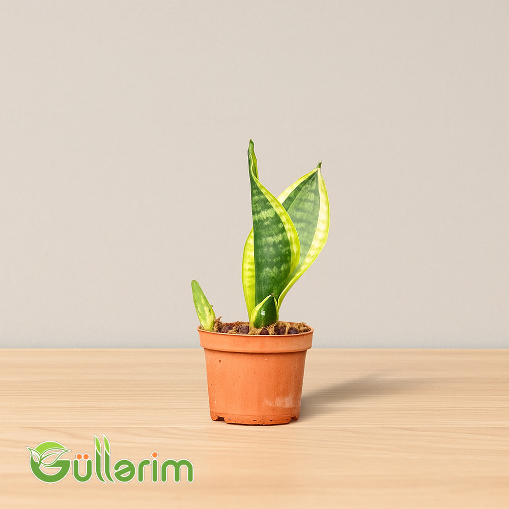 Sansevieria (Sansiveriya)