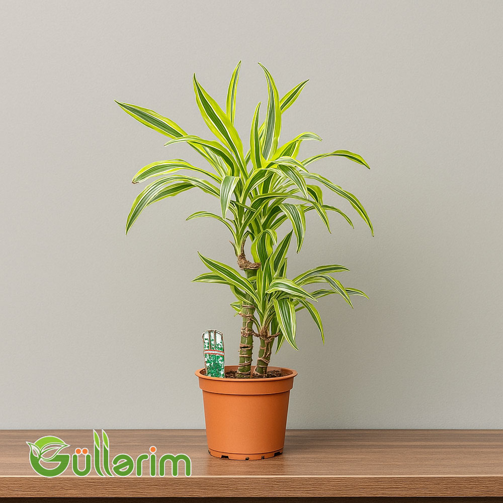 Dracena Limon Lime