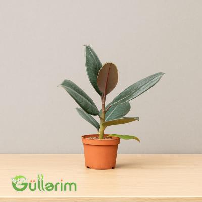 Ficus Elastica (Fikus elastika)