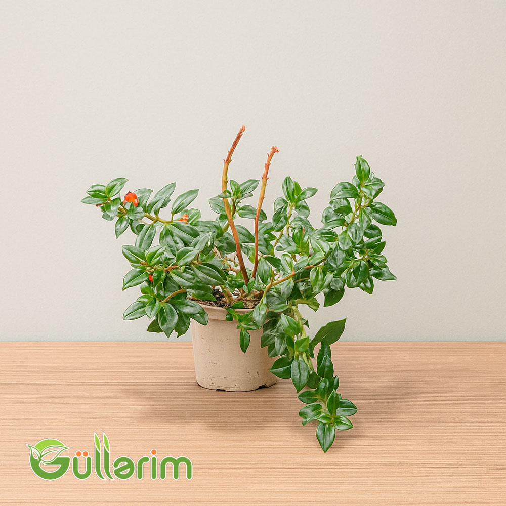 Difenbaxiya (Dieffenbachia)