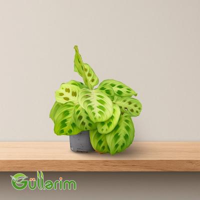 Maranta (Prayer Plant)