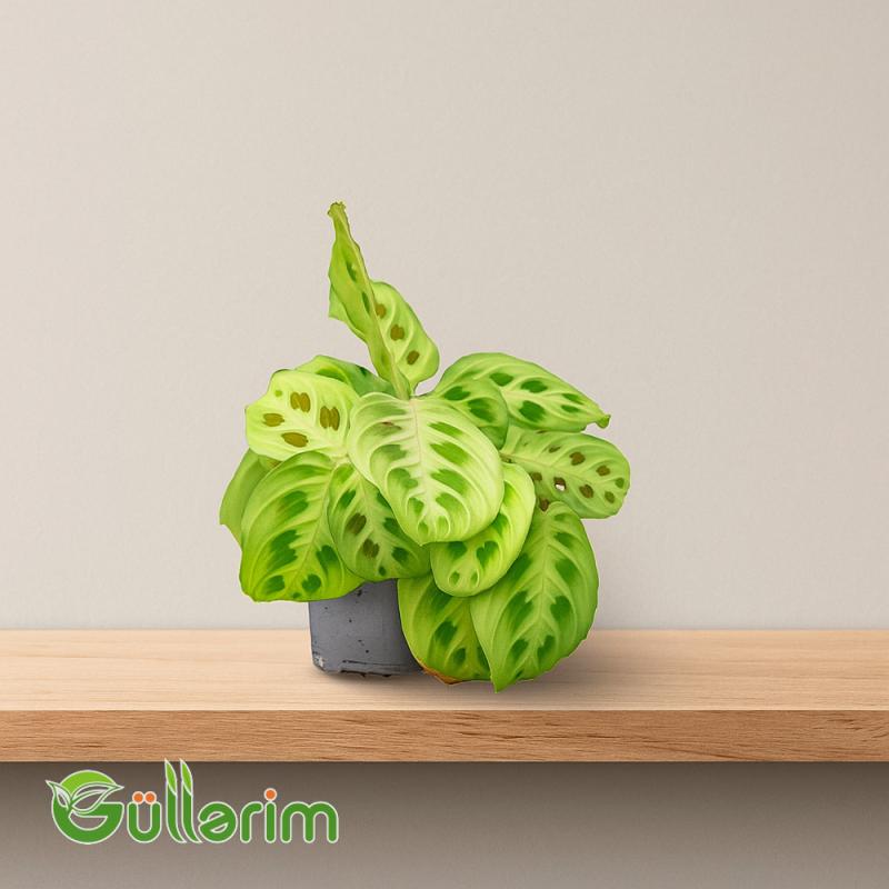 Maranta (Prayer Plant)