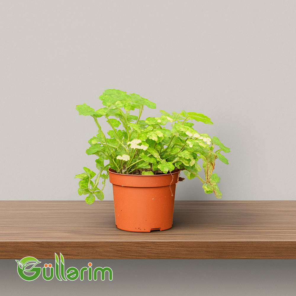 Tolmiea menziesii