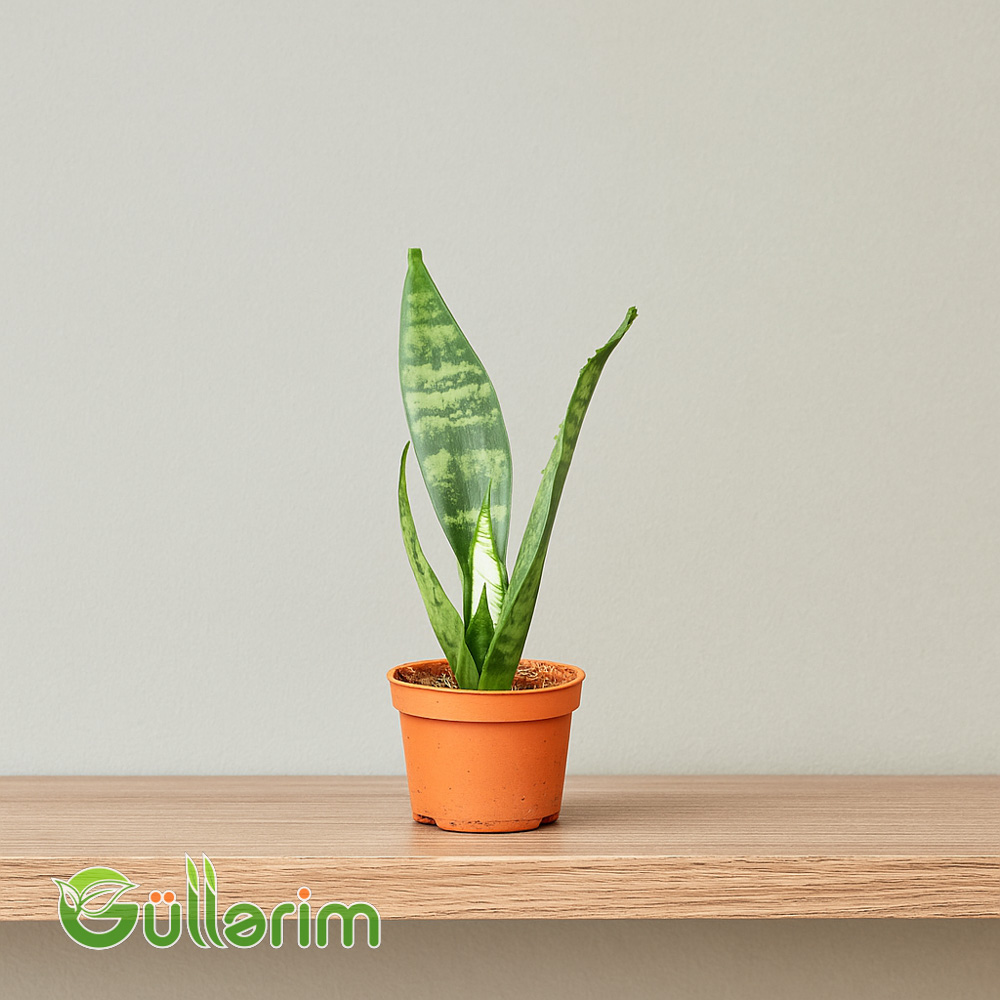 Sansevieria (Sansiveriya)
