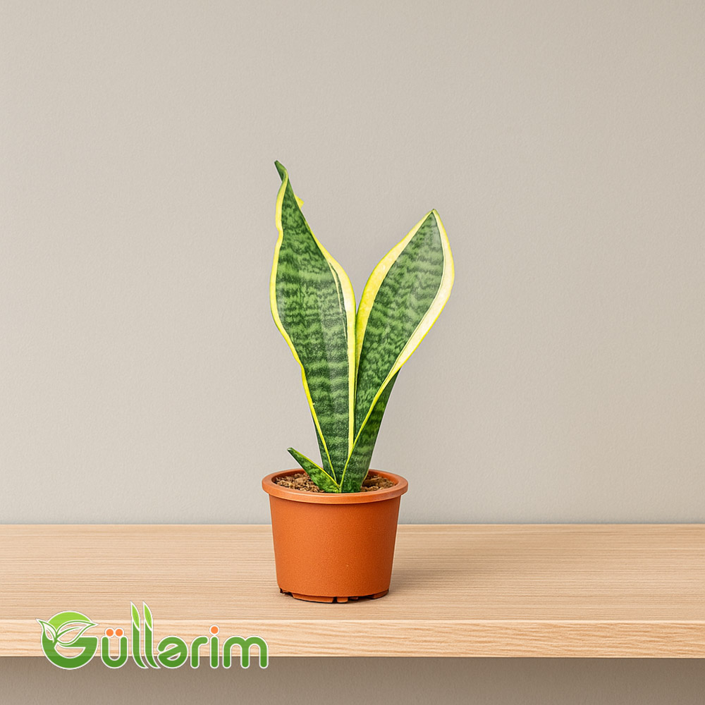 Sansevieria (Sansiveriya)