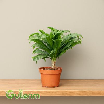 Dracaena fragrans