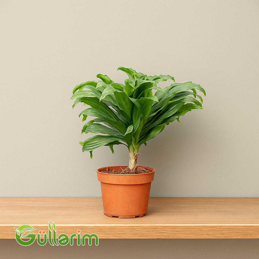 Dracaena fragrans