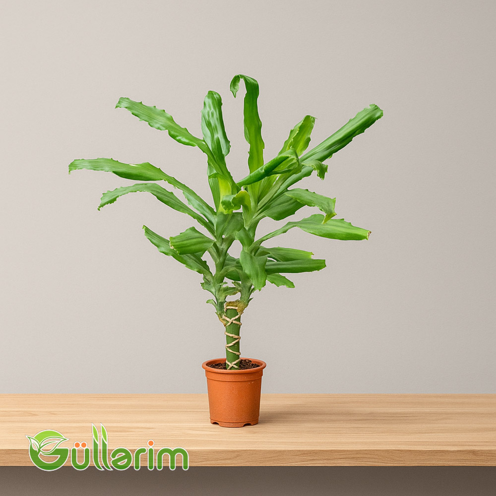 Dracaena fragrans