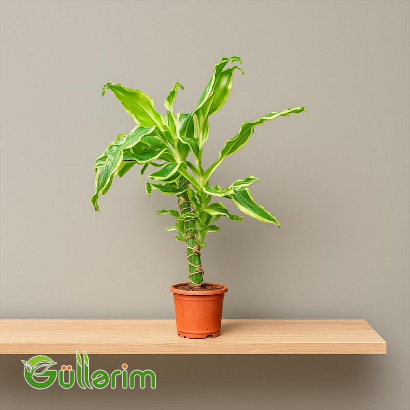 Dracaena fragrans