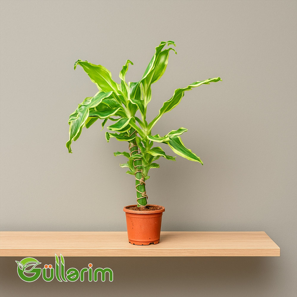 Dracaena fragrans