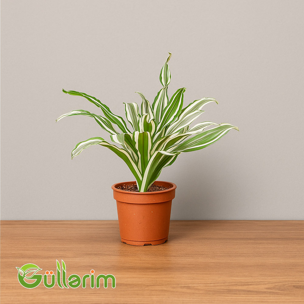 Dracaena Warneckii (Dracena Warneckii)