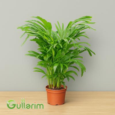 Kentia Palm (Kentia Palma)