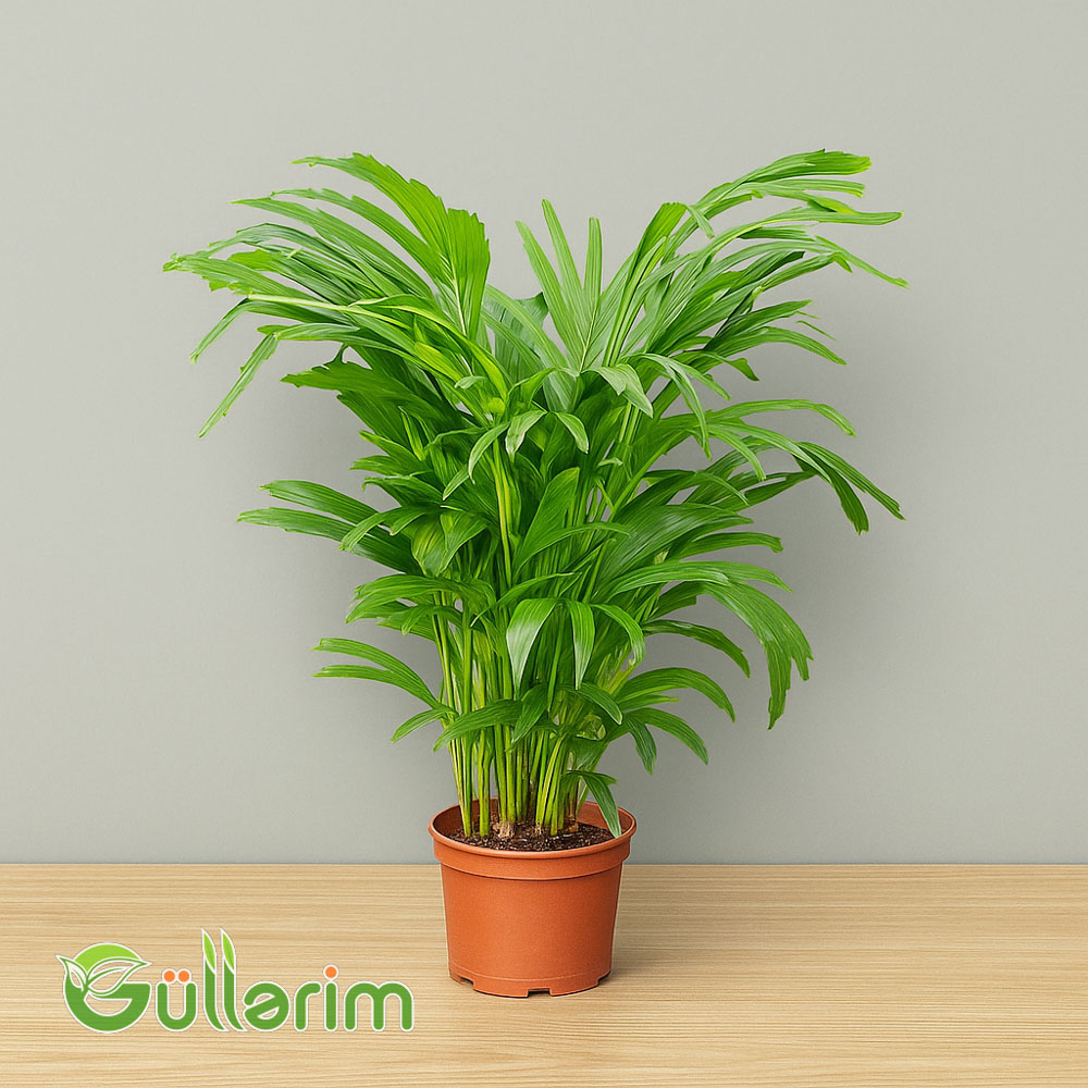 Kentia Palm (Kentia Palma)