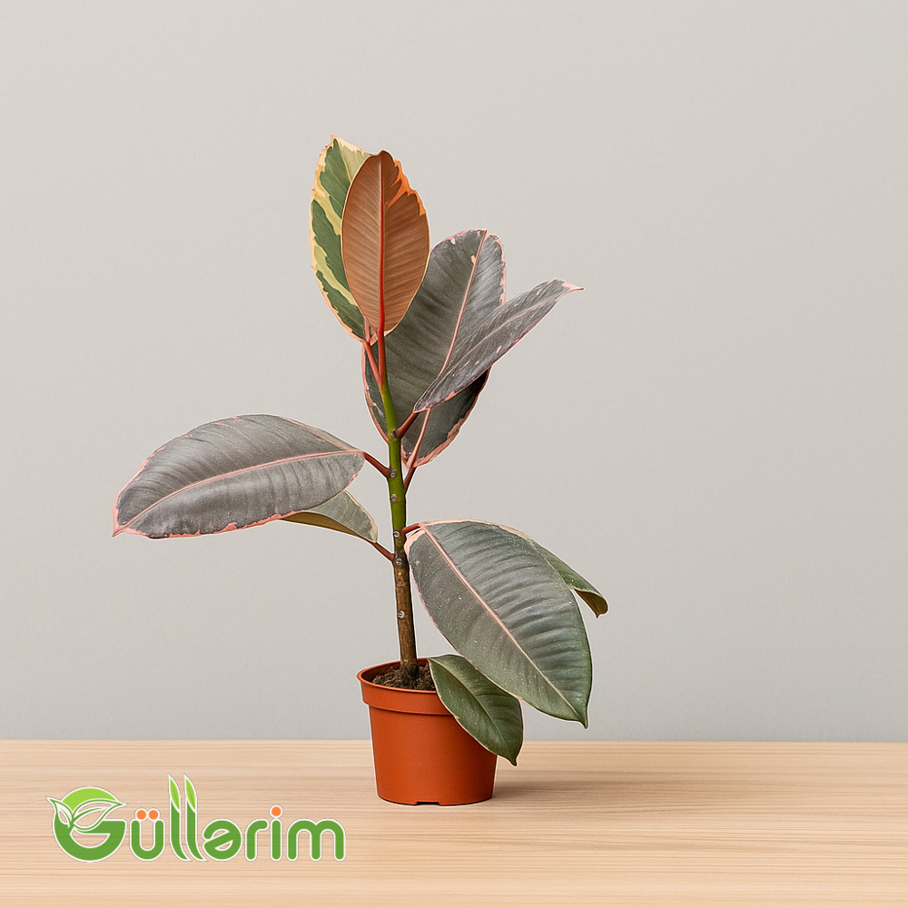 Ficus elastica