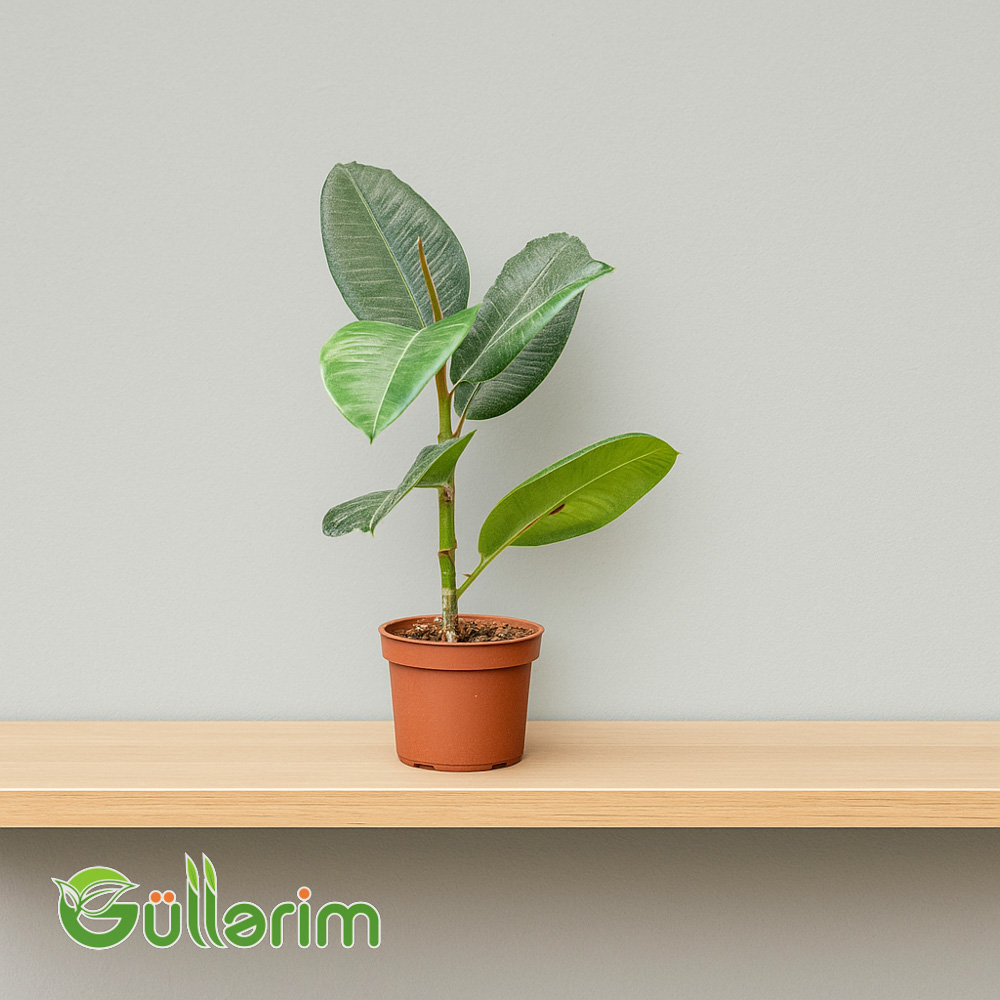 Ficus Elastica (Kauçuk Ağacı)