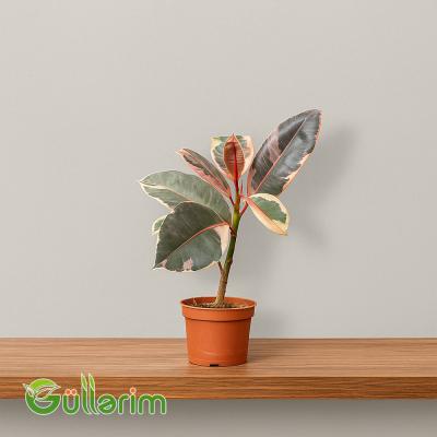 Ficus Elastica (Fikus elastika)