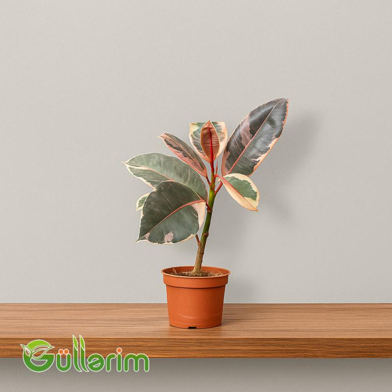 Ficus Elastica (Fikus elastika)