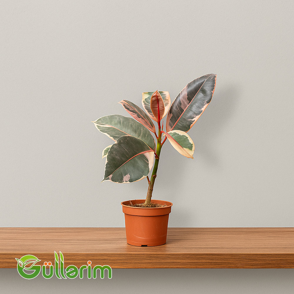 Ficus Elastica(Kauçuk Ağacı)