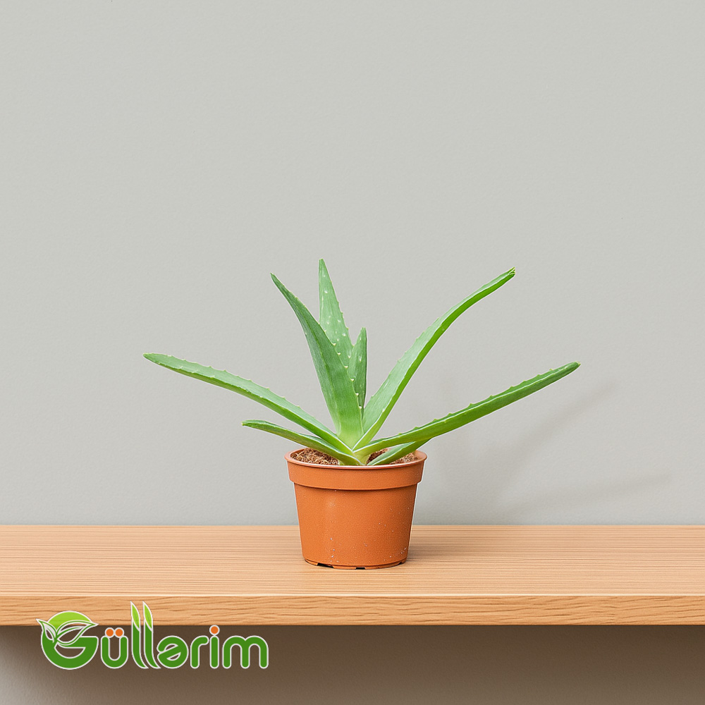 Aloe (Əzvay )
