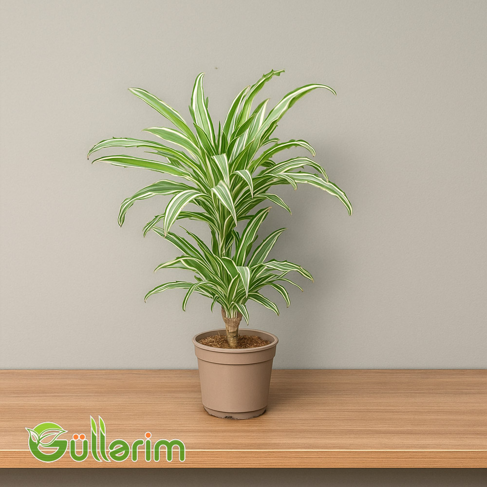 Dracaena fragrans 'Warneckii'