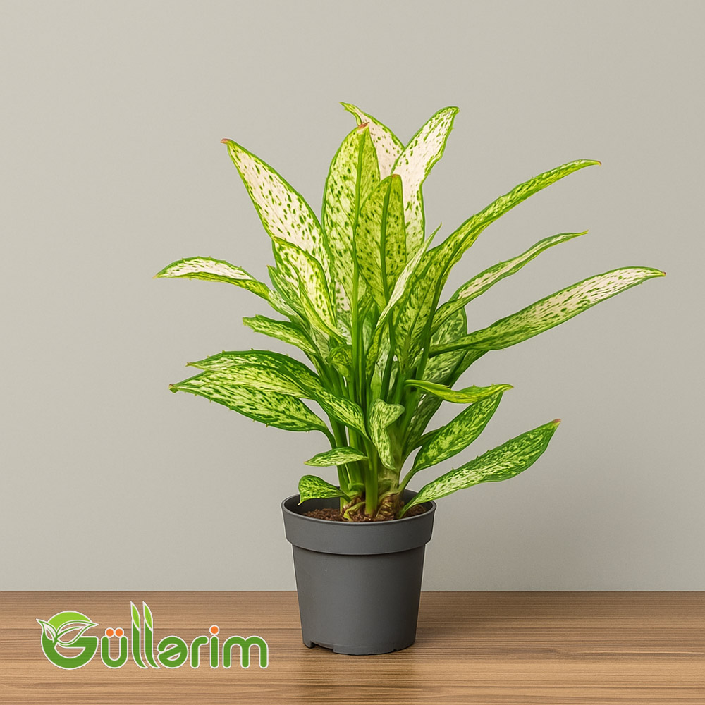 Difenbahiya (Dieffenbachia)