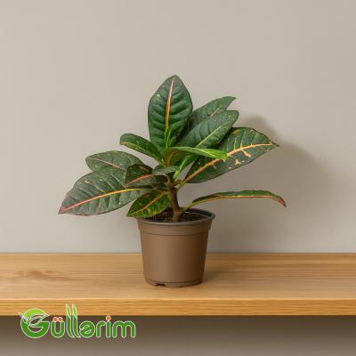 Kroton (Codiaeum variegatum)