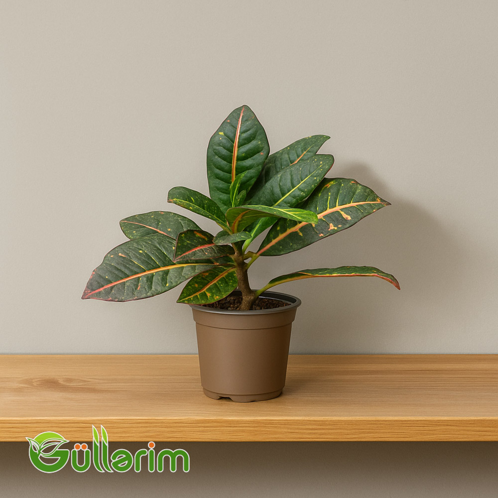 Kroton (Codiaeum variegatum)
