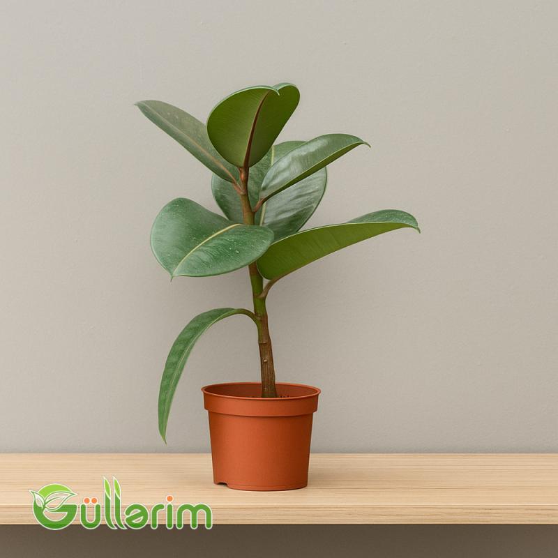 Ficus Elastica (Fikus elastika)